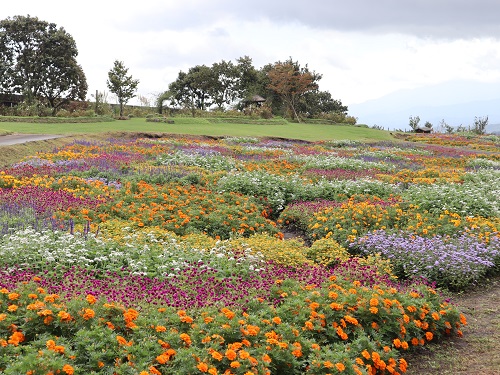 バスツアー　花公園２