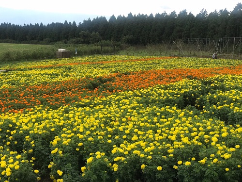 バスツアー　花公園１